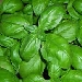 Pianta di basilico - -