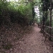-sentiero del bosco - -