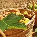 Fichi del Cilento- - -