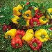 -Virt� dei Peperoni - -