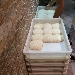 -Impasti di lievitazione - -