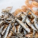 -Festa del pesce a Positano - -