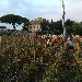 raccolta domenicale di Pomodorini del piennolo - -