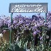 Ristorante Rosiello - -