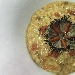 -risotto con nocciole ricci e polvere di caff�  - -
