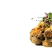 -Orecchiette al Grano arso con pomodorini bruciati mollica di pane tostata e olio EVO  - -