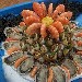 -pesce crudo 2 - -