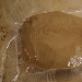 Cappellacci di merlot ripieni di trevigiana e bastardo del Grappa su crema di noci e zafferano - impasto - -