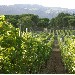 Vigne sotto il Vesuvio - Vigneto dell'Azienda Terre di Sylva Mala di Boscotrecase (NA)
