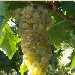 Falanghina - Foto inserita dall'Azienda Terre di Sylva Mala di Boscotrecase (NA)