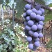 Piedirosso - Foto inserita dall'Azienda Terre di Sylva Mala di Boscotrecase (NA)