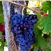 Aglianico - Foto inserita dall'Azienda Terre di Sylva Mala di Boscotrecase (NA)