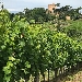 un vigneto di Centesimino ai piedi della Torre di Oriolo - -