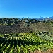 vecchie vigne Vigneti Vallorani panorama - -