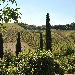 vigneti Fiorano - -