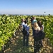 visita vigna Tenuta Masselina - -