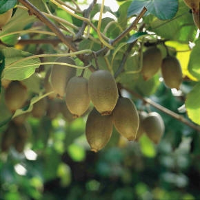 Kiwi nella pianta da ZESPRI™ Europa - immagine in primo piano dell'Articolo: La storia del Kiwi da ZESPRI™ Kiwifruit immagine in primo piano